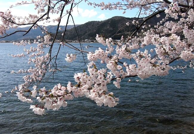 海津大崎の桜 アクセスや駐車場、見頃やお花見船情報などびわ湖周辺観光琵琶湖汽船