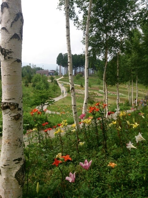 50種500万輪のユリの花 ハンターマウンテンゆりパーク尾瀬ハイキング