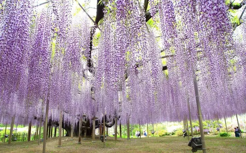 日帰り 栃木観光のモデルコース12選！名所や魅力的な施設を含めたプランをご紹介さちかち