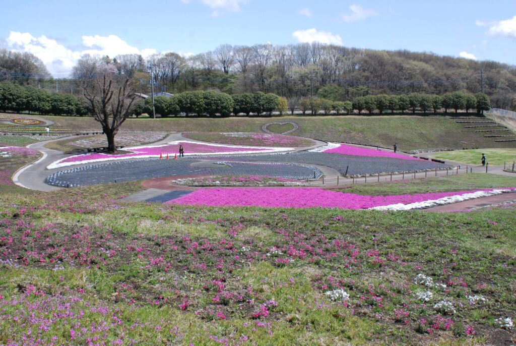 みさと芝桜まつり 2025年丘一面に広がる芝桜の絨毯！ 地元特産品の販売もあり群馬県高崎市いこーよとりっぷ