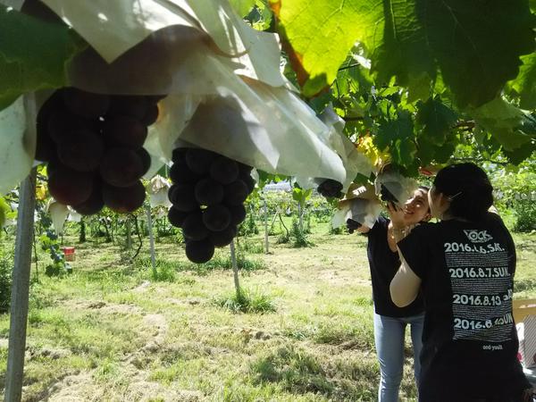 上今諏訪のさくらんぼ狩りランキングTOP6 - じゃらんnet