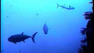 太咲丸・回航 八丈島→孀婦岩編八丈島のたくさんの漁船も出るほど、海は穏やかに。 そんなクリスマスの朝、八丈島・神湊漁港を出航。小笠原諸島、父島を目指す！