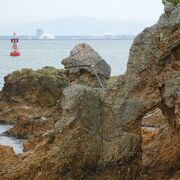 島根県 男女岩に漂着したサルパ142489910 の写真素材 - アフロ