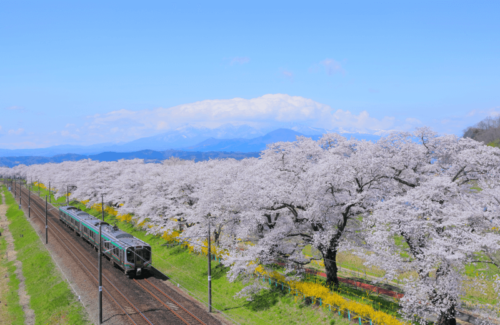ライダー必見！宮城のGUESTHOUSE66周辺には穴場の桜スポットが満載。宿を基点にして、お花見ツーリングを楽しもう！東北ルート66