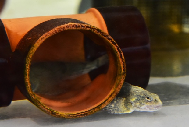 福井の食文化を次世代に。アラレガコの出汁醤油を開発！ 株式会社コリンズカンパニー 小林博之 2018