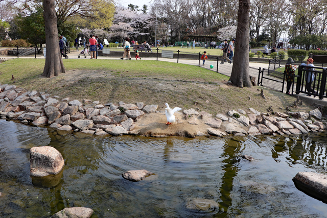 昆陽池公園のおすすめ度は？見どころや感想を詳しくレビュ