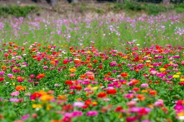 猪苗代ハーブ園 ホテルリステル猪苗代福島2023年コスモス祭り・見頃情報 - amAtavi