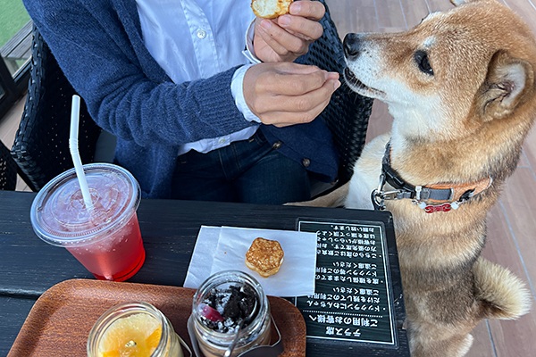 伊豆の犬連れで遊べるおすすめ観光スポット11選 人気の食事できる店内カフェや宿も紹介ペトコト PETOKOTO