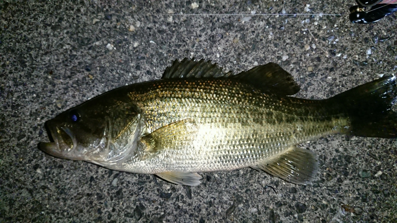 宮崎漁港 吉良サンライズパーク で釣れたアジの釣り・釣果情報 - アングラーズ釣果600万件の魚釣り情報サイト
