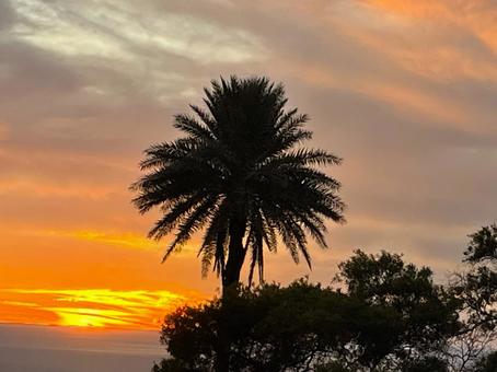 Pink Turtle🐢 日没間近 夕陽の上をピンクの色が泳ぐ みんなは何に見える？