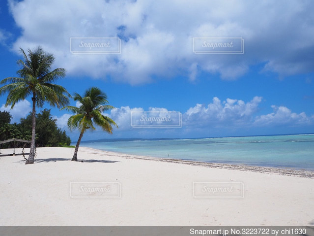 ワイキキビーチのヤシの木 写真素材4726852- フォトライブラリ