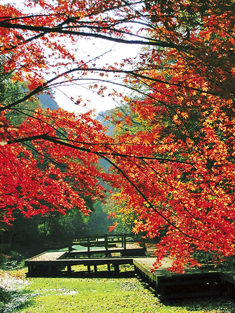 清水渓流広場の特徴は？2025 年のリアルなLemon8ユーザー体験