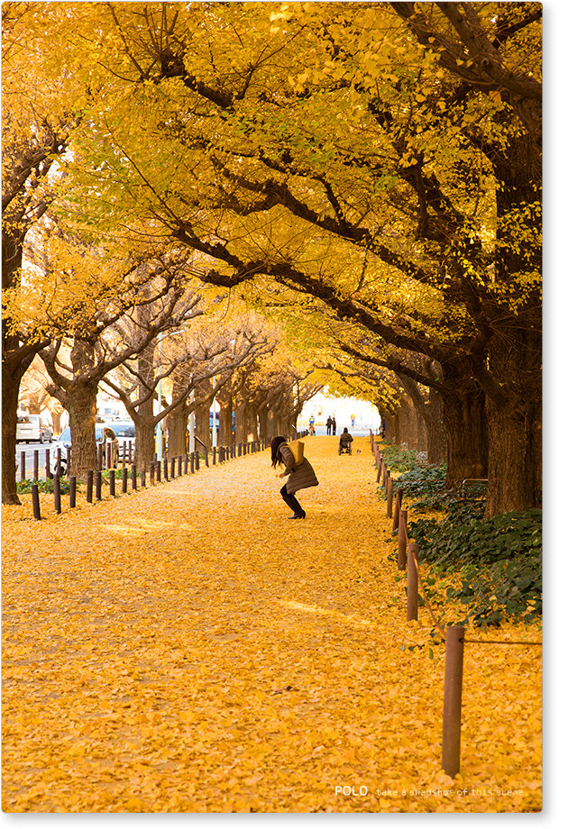 明治神宮外苑 いちょう並木表参道・神宮前エリアすてきな街を、見に行こう