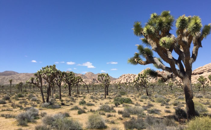 2025年最新 ロサンゼルスから日帰りで行けるジョシュアツリー国立公園とは？ジョシュアツリー 観光ぴよぴよの一生マイル旅