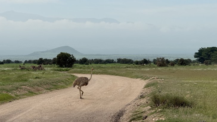 ナイロビからアンボセリ国立公園への日帰り旅行GetYourGuide