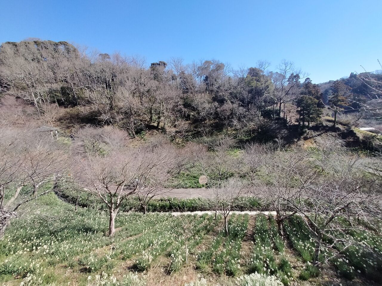 ☆佐久間ダム湖親水公園☆～今週末見に行きたいけど雨？～ - コーギー『A』と歩こう