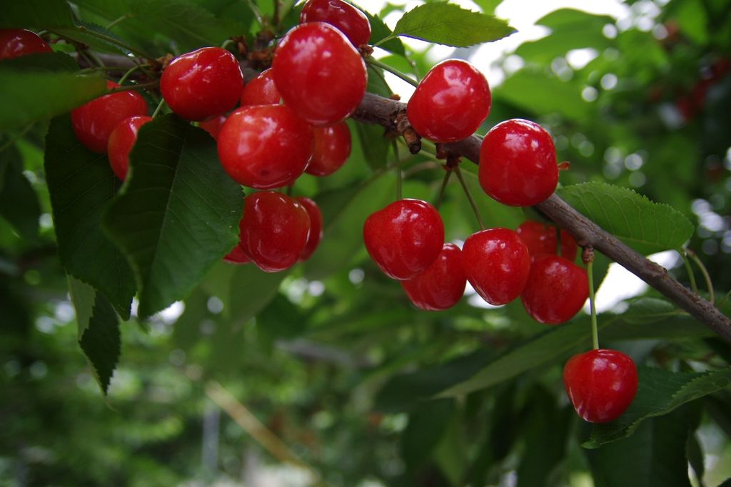 サクランボ狩り始まり家族連れで賑わう 岐阜県高山市の果樹園 「紅さとう」を収穫20