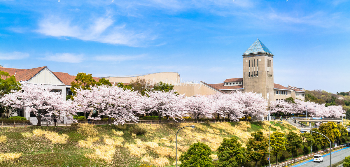 混雑なし穴場 大学キャンパスの桜でお花見７選！とらべるじゃーな！ 穴場