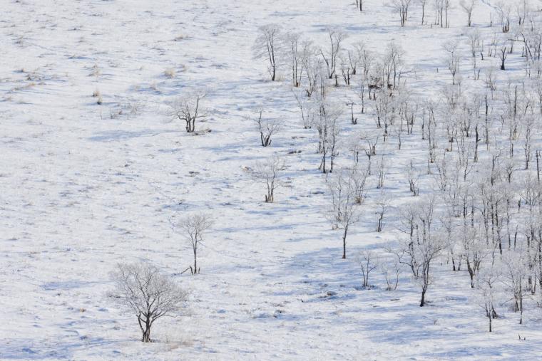 北海道 冬の道東ならではの体験！冬に楽しみたい乗り物＆アクティビティ7選るるぶ&more