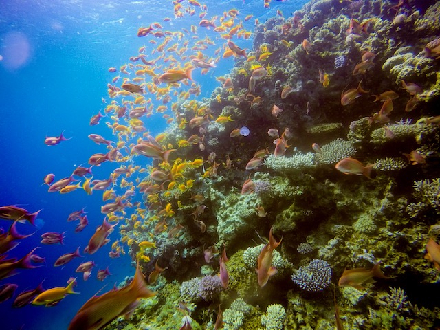 エジプト観光ブログ : ダハブでの楽しみ方、①スキューバダイビング