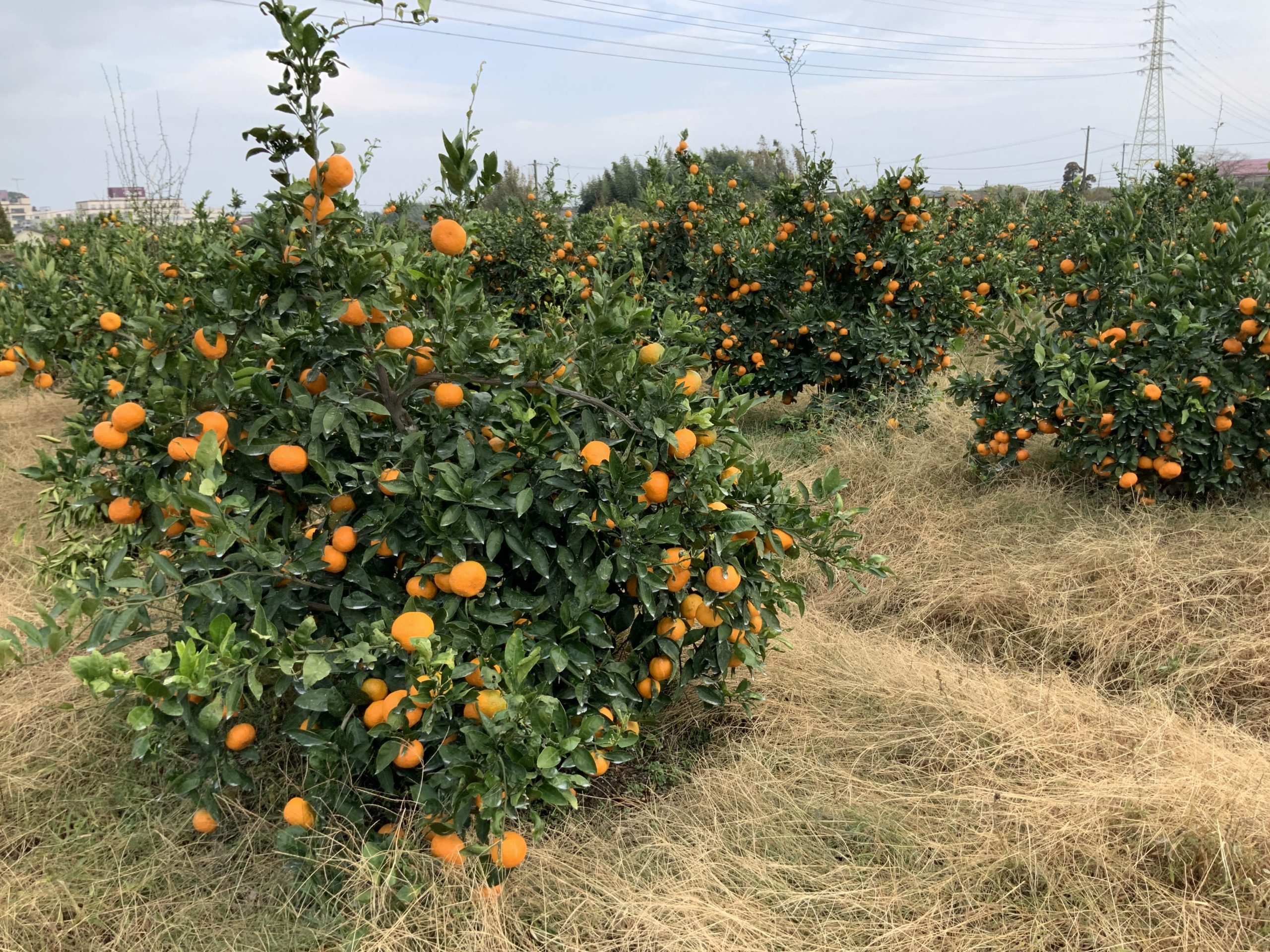野田古墳群と天井石 大村の史跡説明板・案内板シリーズ