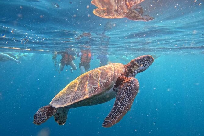 ジンベエザメシュノーケルトップマリン残波店