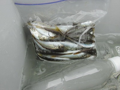 釣り餌ヒロキュー 生イキくんアジ 冷凍商品