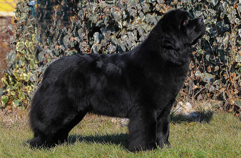 バイキング伝承に残るカナダ「ニューファンドランド」藻谷浩介の世界「来た・見た・考えた」藻谷浩介毎日新聞「経済プレミア」