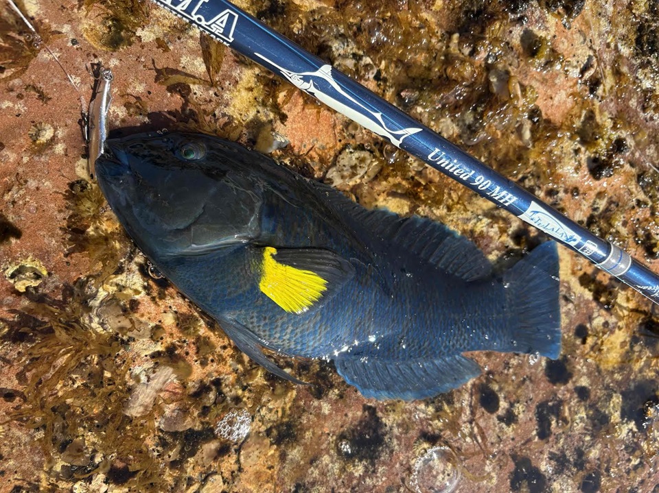 オーストラリア観光スポット25選。エリア別に紹介！海外旅行の予約ならエアトリ