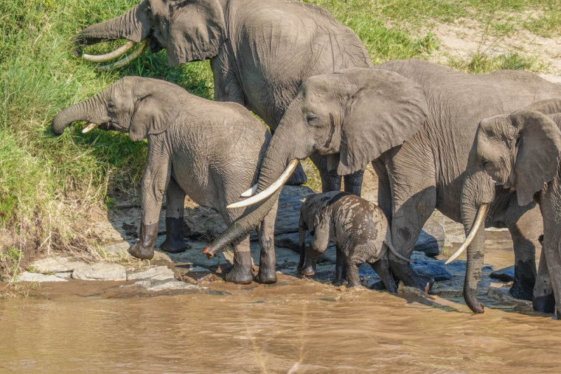 ケニア旅行・ツアー・観光特集 ～マサイマラ、アンボセリサファリでビックファイブを求め、ヌーの川渡り見学挑戦も～ユーラシア旅行社