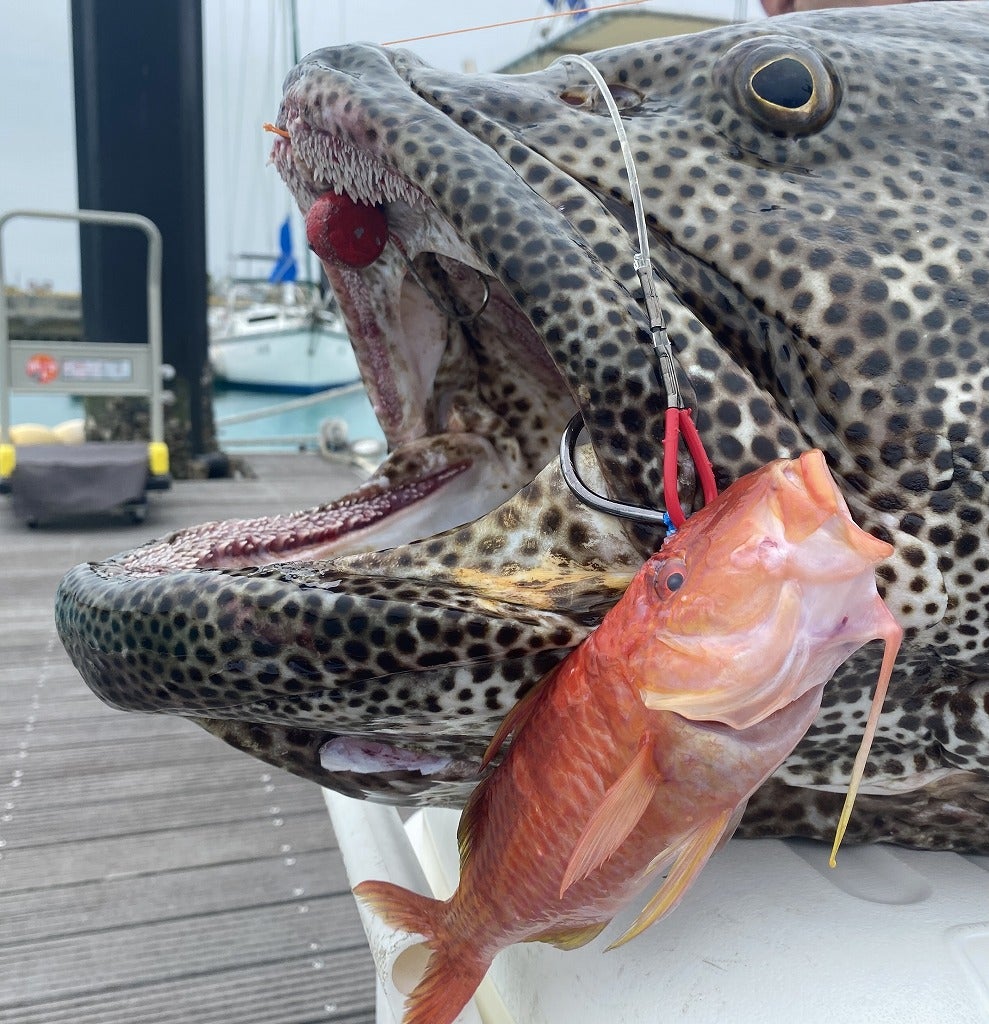 大物を狙おう！半日泳がせ釣りコース アカジンミーバイを釣り上げろ！年齢制限なし&選べる午前・午後プランで気軽に参加OK◎＜送迎あり 約4時間