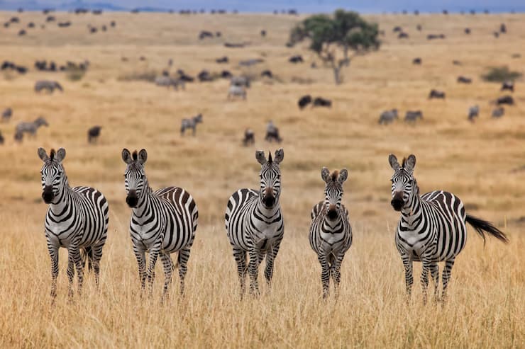 ケニア旅行・サバンナのサファリスポット7選 ツアーも紹介