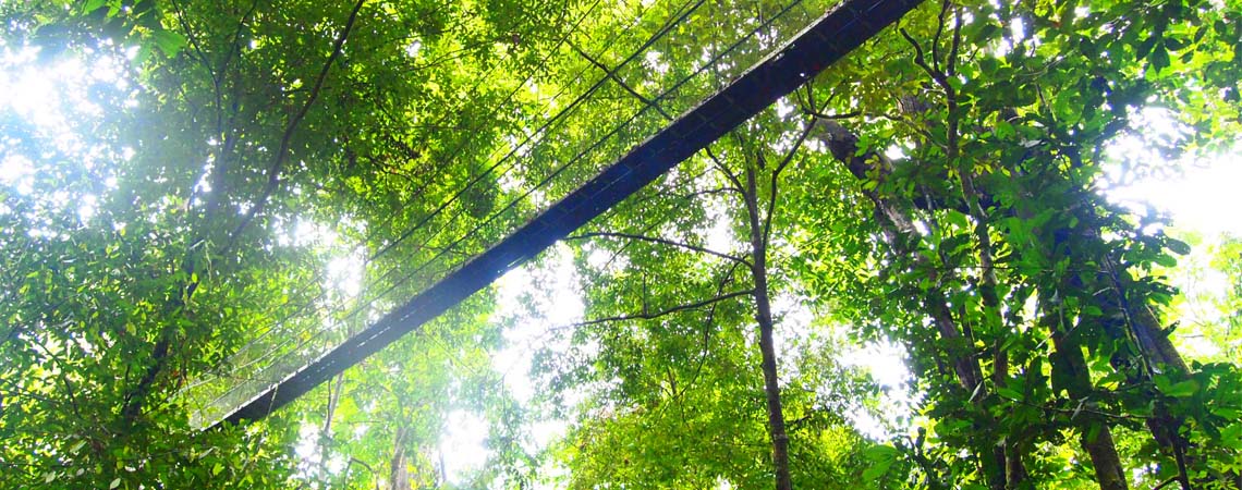 グヌン・ムル国立公園個人旅行ガイド 2025年 ：おすすめの周辺アクティビティ、人気観光スポット、旅程の計画、宿泊施設、グルメ、交通機関、天気など、旅行に必要な情報が満載 2025年10月更新Trip.com