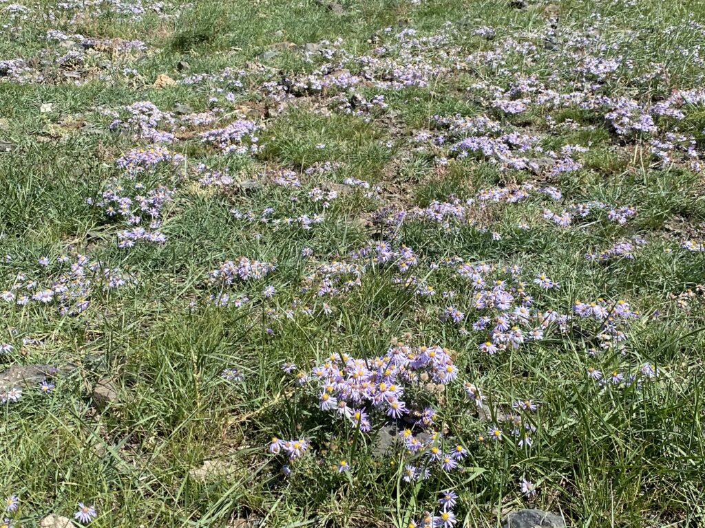 2025年版 ゴビ砂漠の絶景2大スポット！ホンゴル大砂丘＆バヤンザグ完全ガイド🐫🌄🦖モンゴル旅行・オリジナルツアー・モンゴル鉄道エムジェイツアーズ