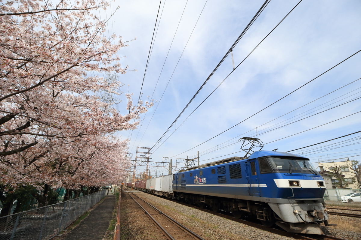 鶴見川の桜めぐり: 川崎横浜東部とことん散策