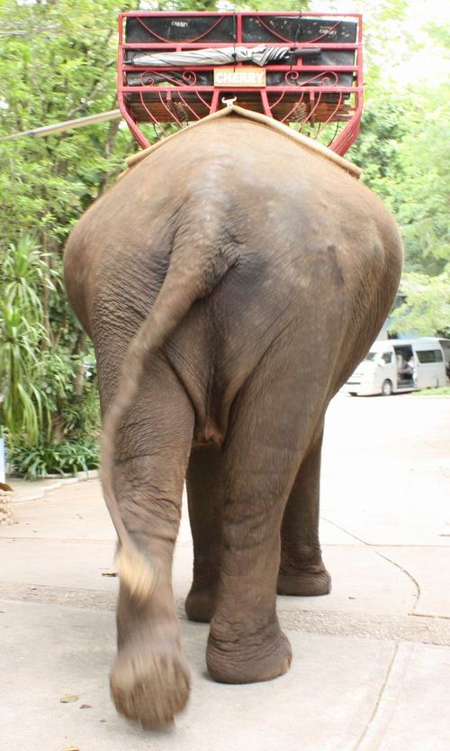 カオヤイ国立公園 1日ツアー バンコク発Klook