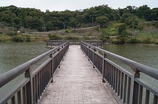 千葉 犬連れ 佐久間ダム湖親水公園で河津桜