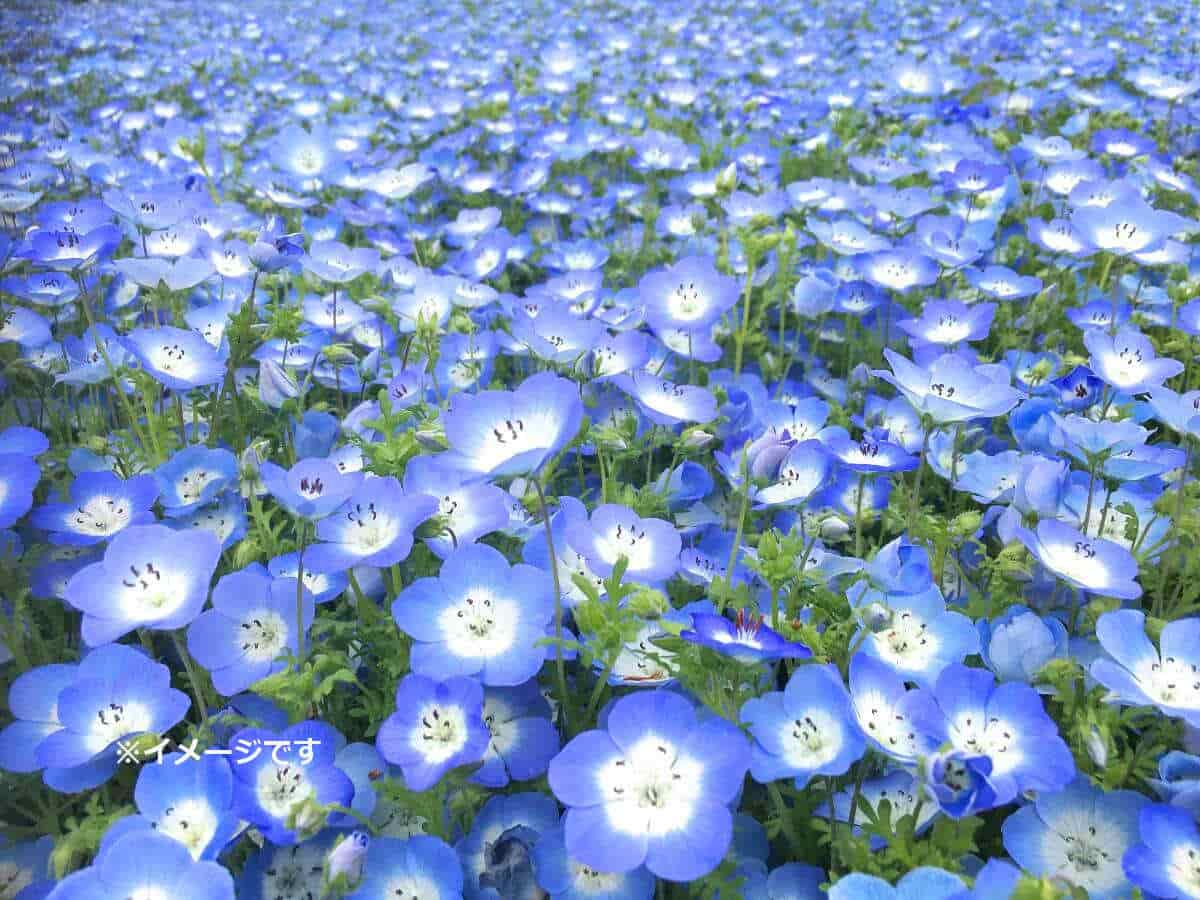 大阪まいしまシーサイドパーク「ネモフィラ祭り2025」の開催はなし。例年の開催期間や会場へのアクセス方法を紹介高速バス・夜行バス・バスツアーの旅行・観光メディアバスとりっぷ