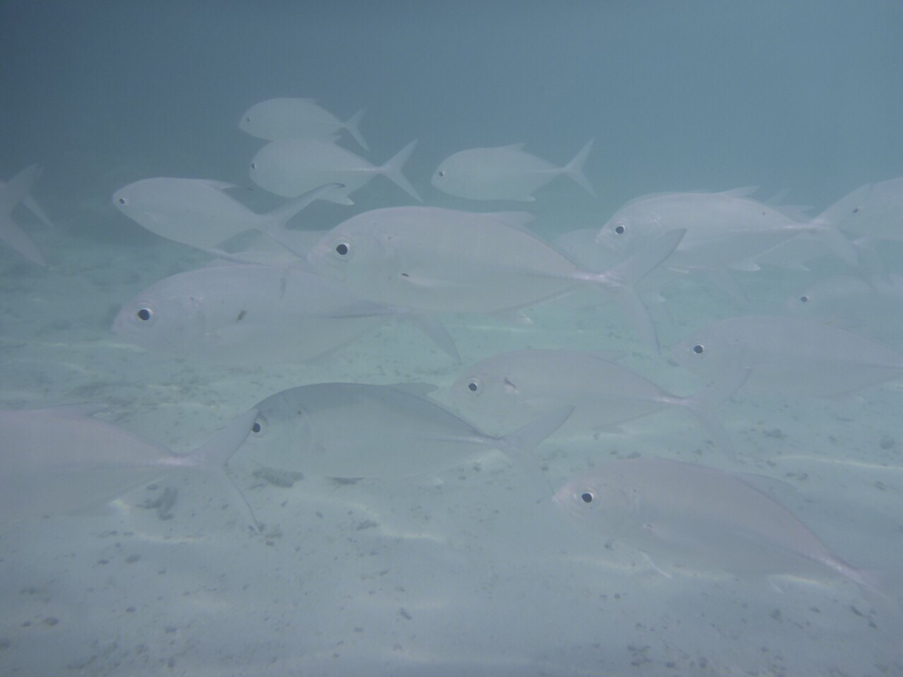 シュノーケリング・服装 初心者向けガイドアクティビティジャパン