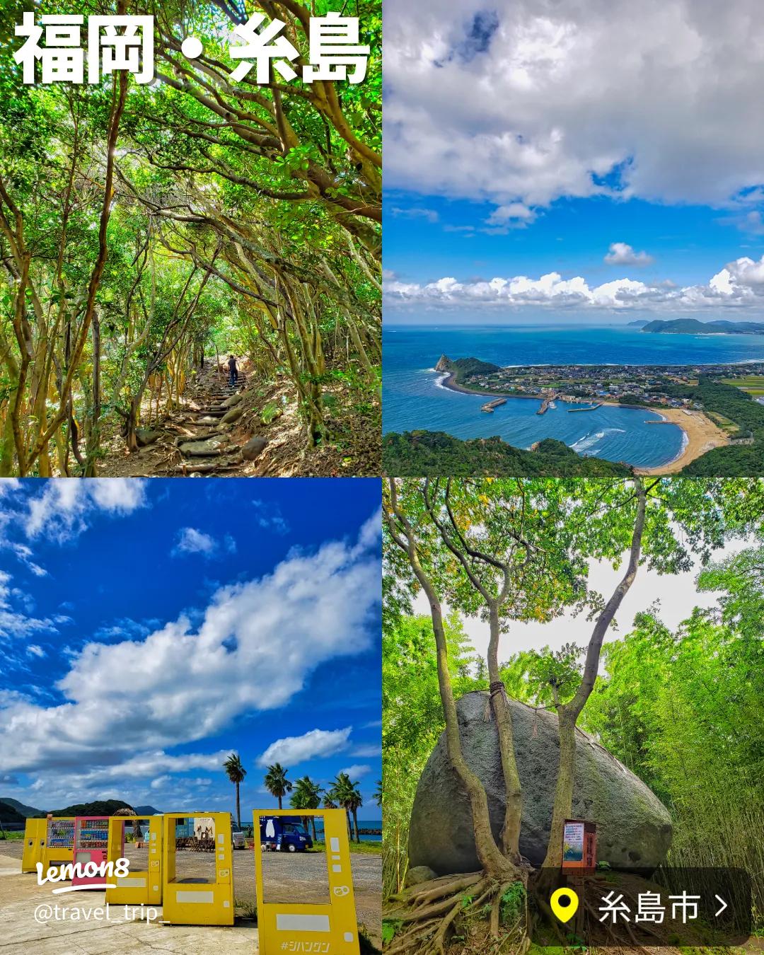 糸島市のトトロの森とは？週末の駐車場情報や見どころはココ！ - なすとしいたけ
