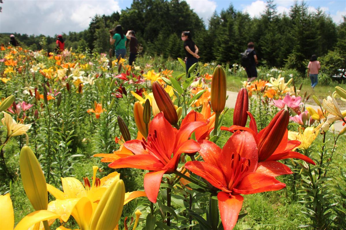 ハンターマウンテンゆりパーク！ゆりの見頃や開花状況について植物NAVI