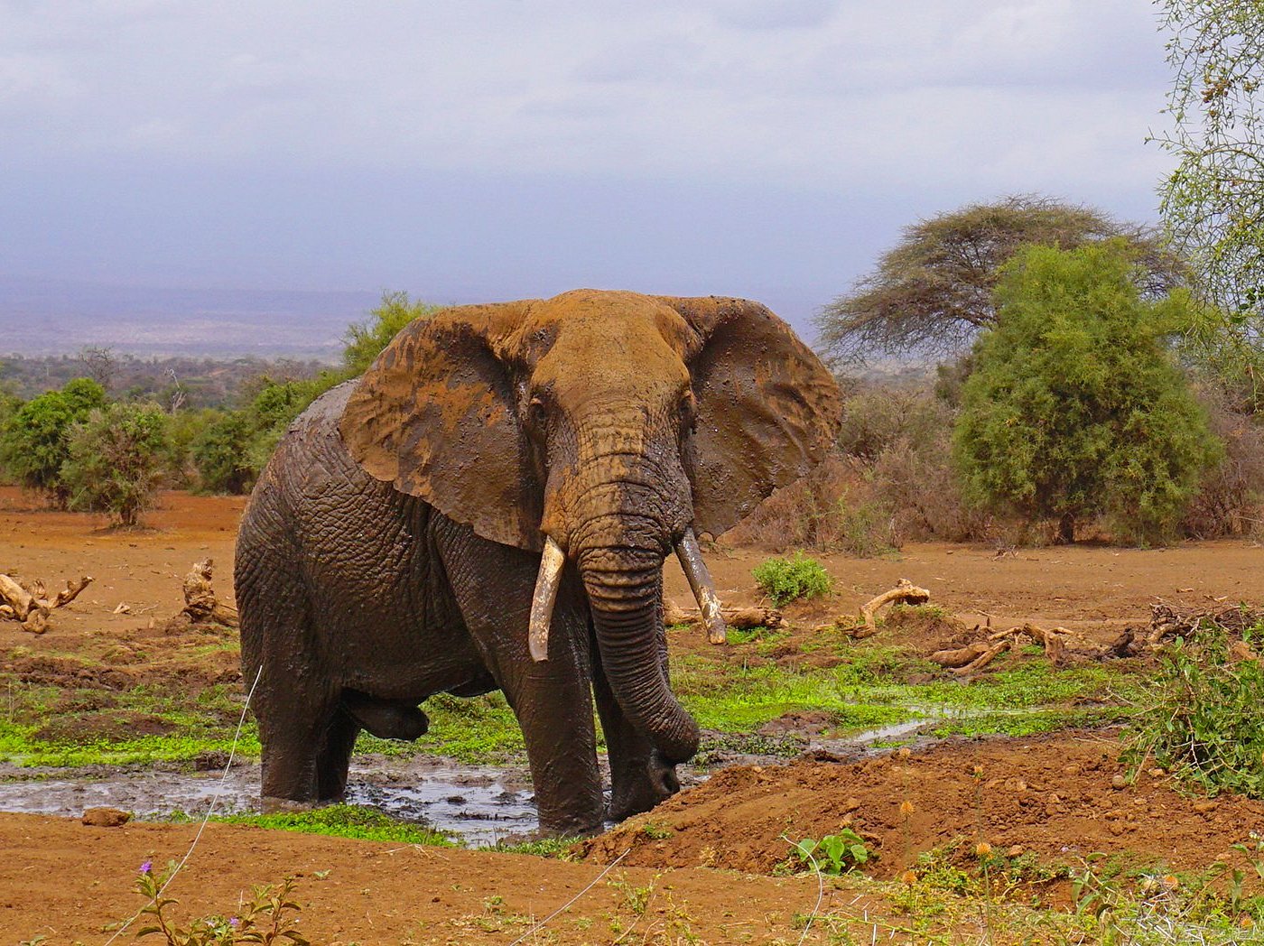 アンボセリ国立公園でのプライベート一泊サファリ 2025 -