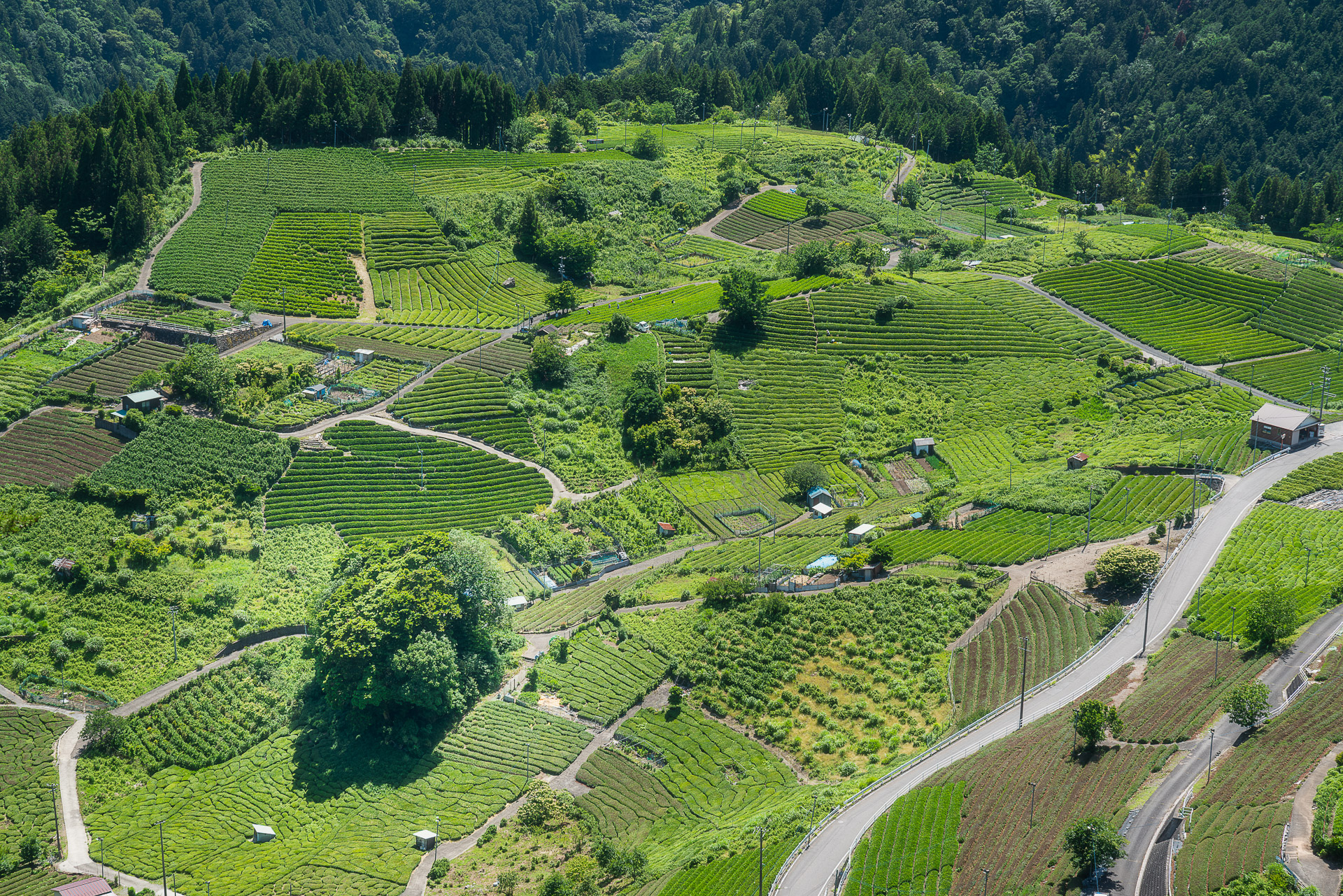 岐阜のマチュピチュ天空の茶畑が広がる秘境、岐阜のマチュピチュとは？ - 素晴らしき日本の景色たち
