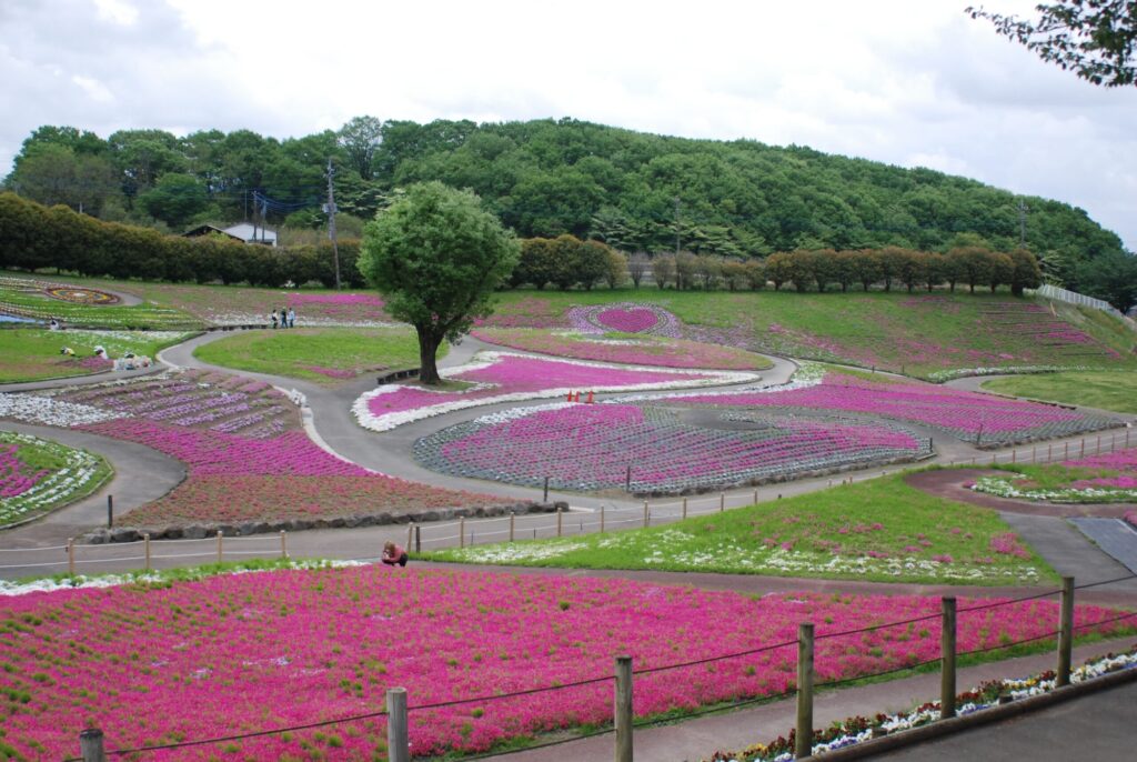 みさと芝桜まつり〜！ きれいな模様になってるよ！🐴 Here's a