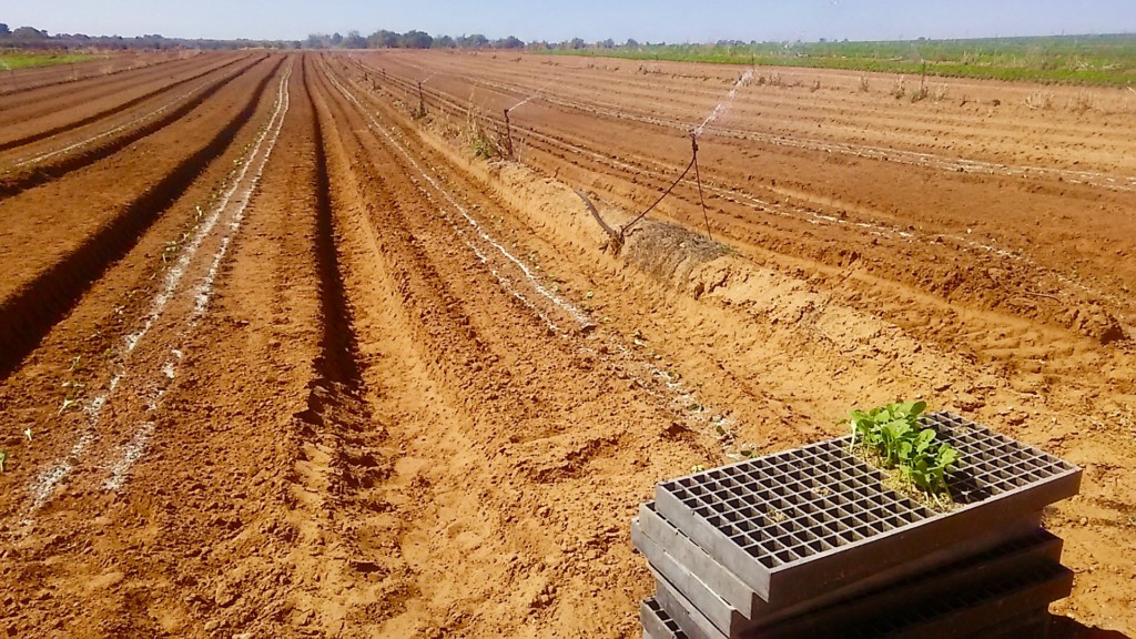 オーストラリアでプチ田舎生活 - オーストラリア留学センター スタッフブログ