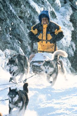 犬ぞりの犬種とは？活躍する犬の特徴や歴史などについて解説わんちゃんホンポ