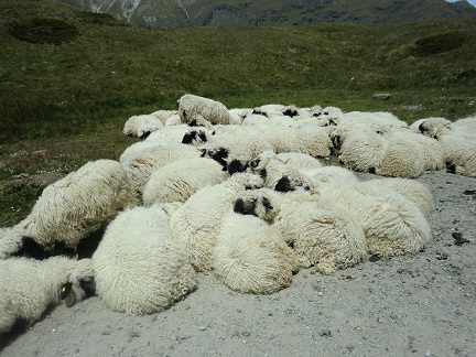 7 件の「シュバルツナーゼ」や「動物 かわいい」のアイデアを見つけましょう動物、可愛すぎる動物、羊 など