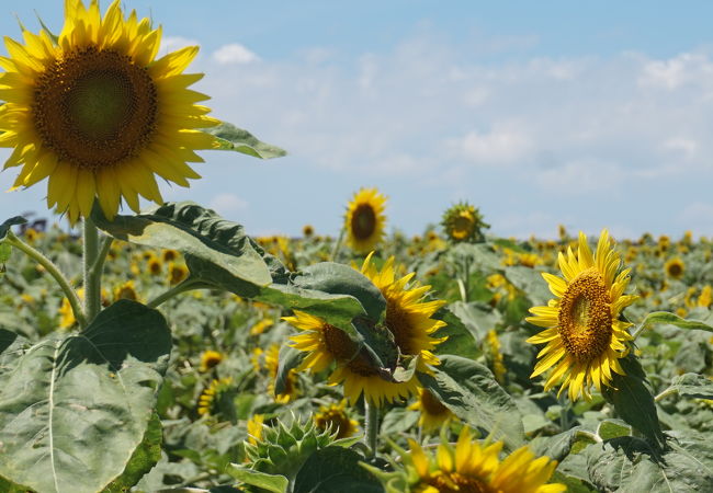 第26回柳川ひまわり園開園してます ^O^ブログ福岡県柳川市のランチなら立花うどん