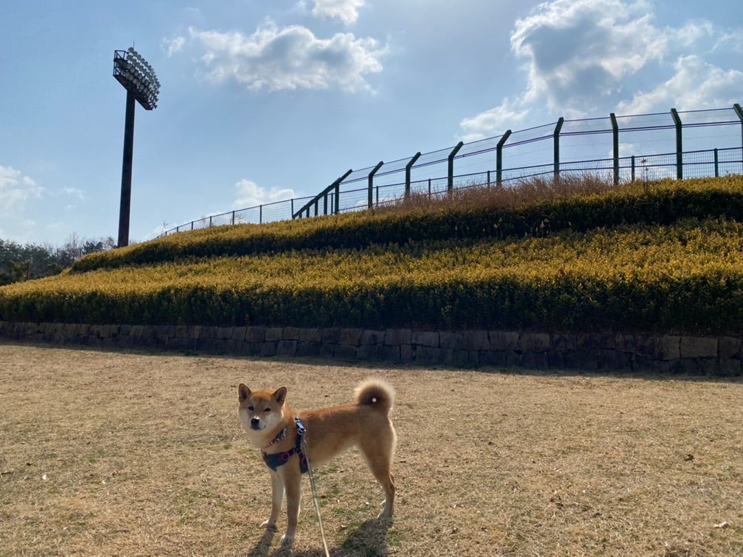 三木総合防災公園 陸上競技場スポーツ施設照明 陸上競技納入事例岩崎電気