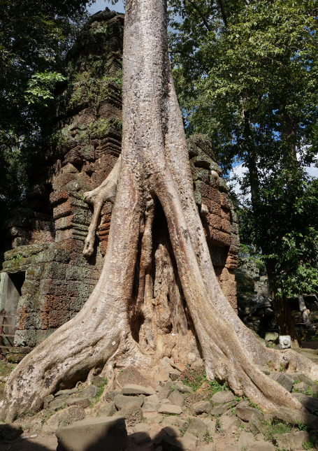 ラピュタのモデル?!ベンメリア遺跡の行き方 シェムリアップツアー観光 sゆるゆる旅らいふ